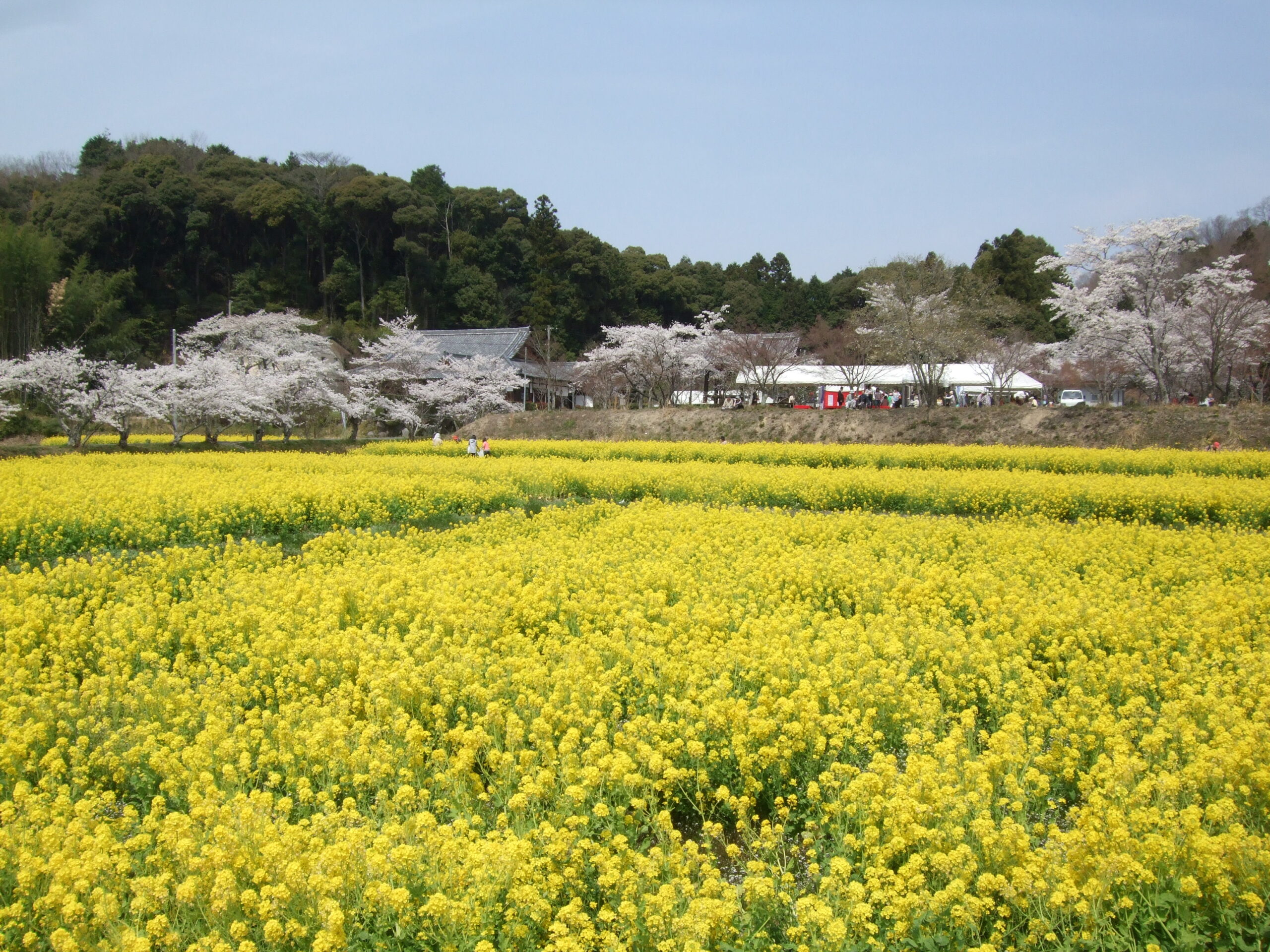 普賢寺菜の花畑 ひとやすみできるまち京田辺