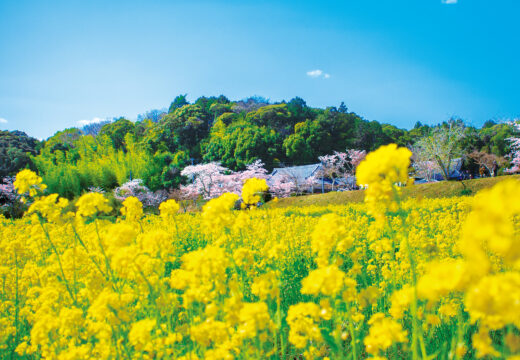 大御堂観音寺 菜の花