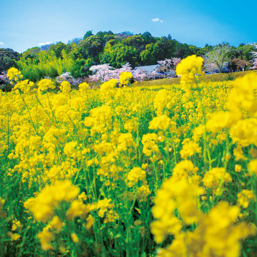 大御堂観音寺 菜の花